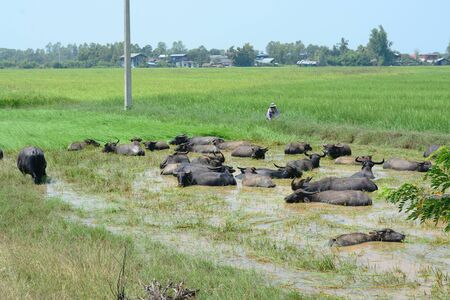 Life of Buffalo.の写真素材