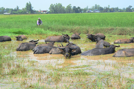 Life of Buffalo.の写真素材