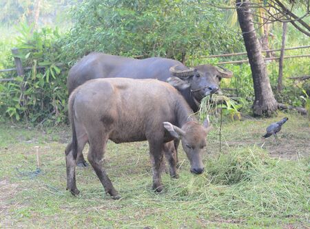 Life of Buffalo.の写真素材