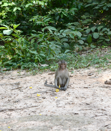 feeding a monkeysの写真素材