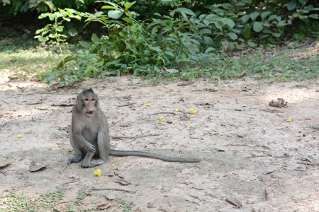 feeding a monkeysの写真素材