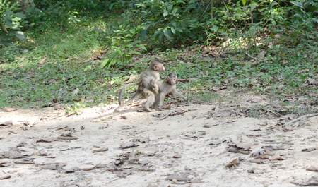 feeding a monkeysの写真素材