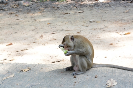 feeding a monkeysの写真素材