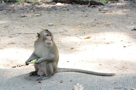 feeding a monkeysの写真素材