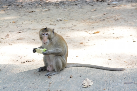 feeding a monkeysの写真素材