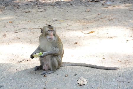 feeding a monkeysの写真素材