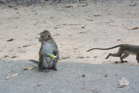 feeding a monkeysの写真素材