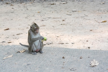 feeding a monkeysの写真素材
