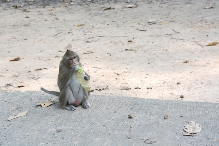 feeding a monkeysの写真素材