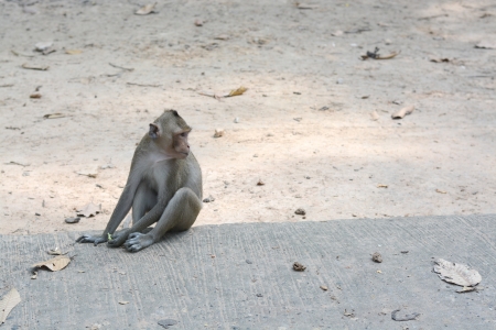 feeding a monkeysの写真素材