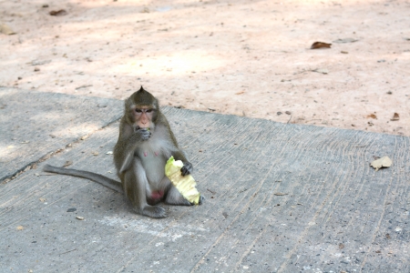 feeding a monkeysの写真素材
