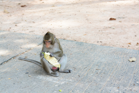 feeding a monkeysの写真素材