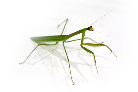Green Preying Mantisの写真素材