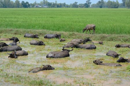 Life of Buffalo.の写真素材
