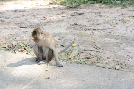 feeding a monkeysの写真素材