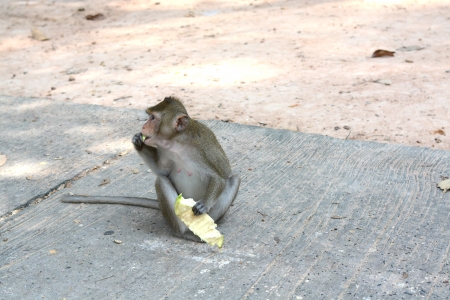 feeding a monkeysの写真素材