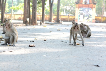 feeding a monkeysの写真素材