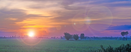 sunny dawn in a field の写真素材