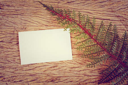 green leaves and blank card の写真素材