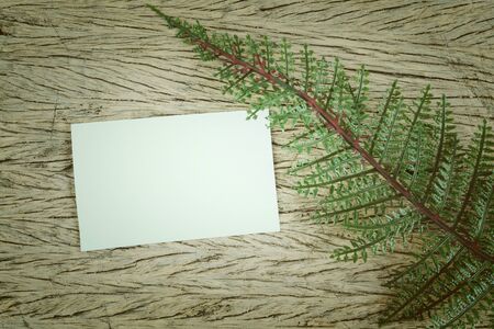 green leaves and blank card の写真素材