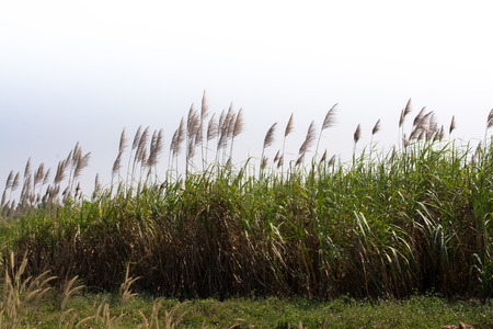 Sugarcane flowers and skyの写真素材