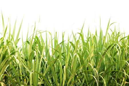 Green sugarcane leaves isolatedの写真素材