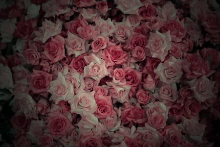 colorful roses backgroundの写真素材