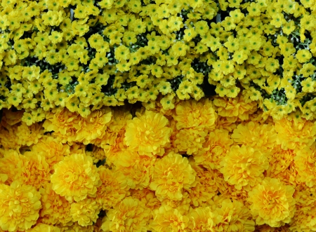 Various types of flowersの写真素材