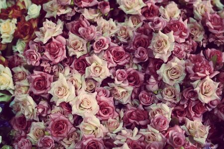 colorful roses backgroundの写真素材