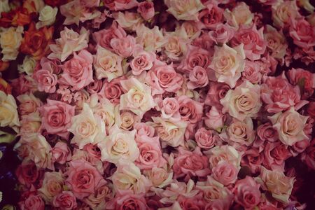 colorful roses backgroundの写真素材
