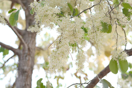 Beautiful White Tembusu flowers bloomig