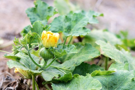 Beautiful yellow pumpkin flowers の写真素材