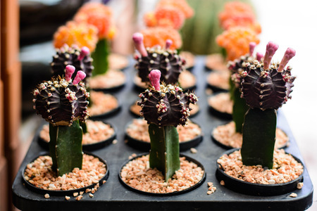 small cactus in a pot の写真素材