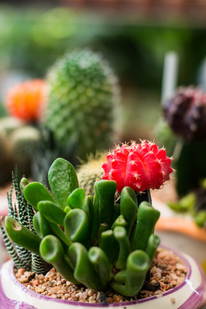 small cactus in a pot の写真素材