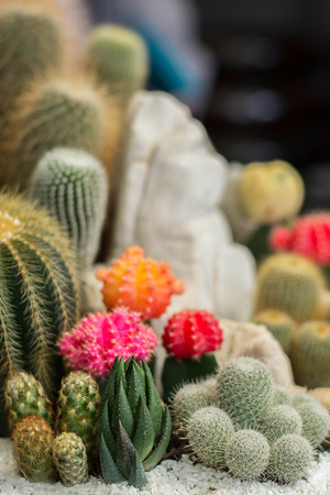 The beauty Garden cactusの写真素材