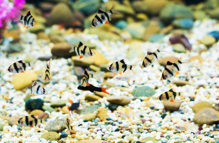 Small fish in the waterの写真素材