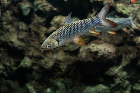 Mad carp, Sultan fishの写真素材