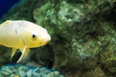 The Common Carp ( Cyprinus Carpio )の写真素材