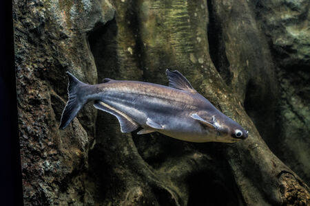 Snail eater pangasius fishの写真素材