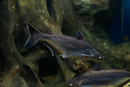 Snail eater pangasius fish