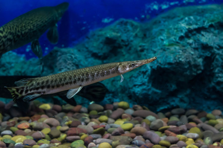 Alligator Gar