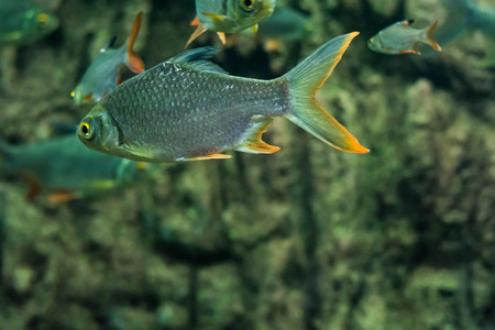 Goldfish Cyprinidae