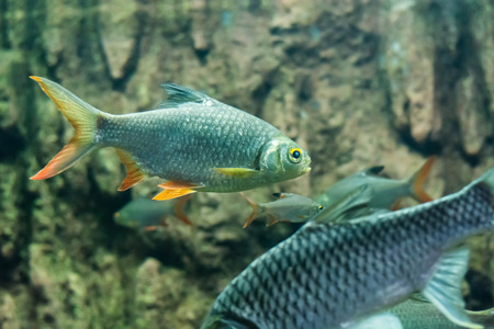 Java barb, Silver barbの写真素材