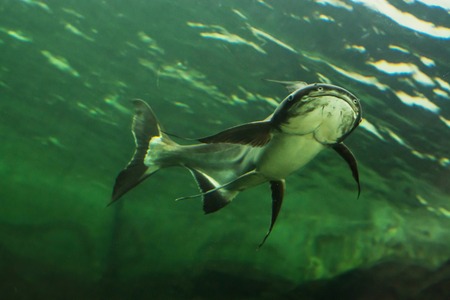 Mekong giant catfishの写真素材
