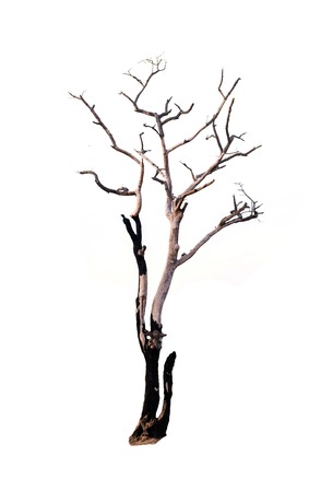 dead tree isolatedの写真素材