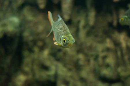 Mad carp, Sultan fishの写真素材