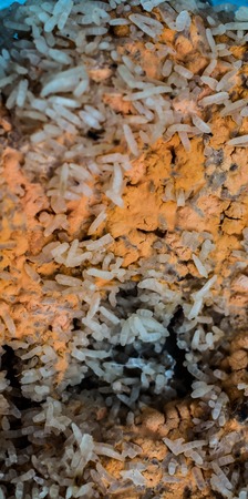 Fungi in rotten riceの写真素材