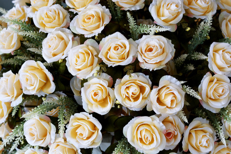 roses background の写真素材