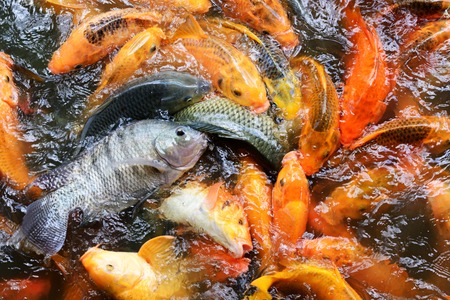 Feeding fish carpの写真素材