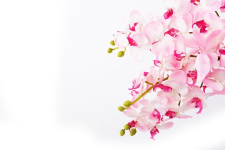 orchid flower, isolatedの写真素材
